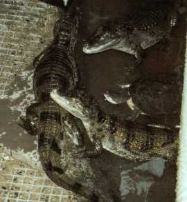 Caiman crocodylus