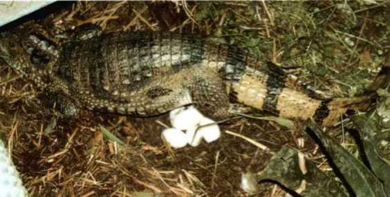 Caiman crocodylus - Eiablage