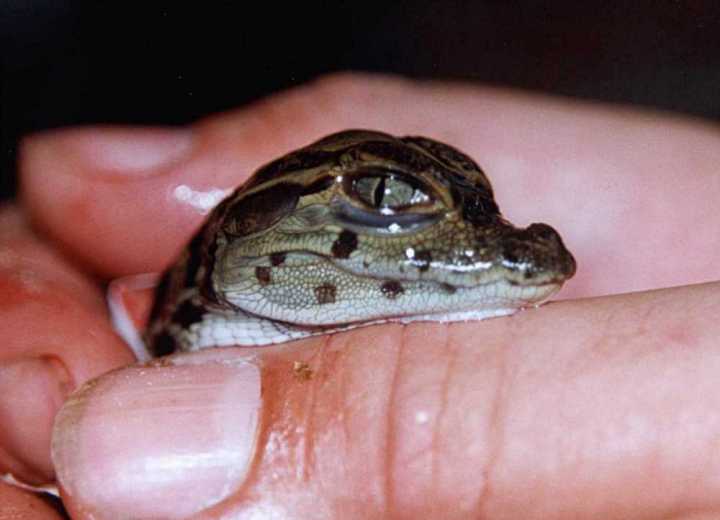 Caiman crocodylus - Jungtiere