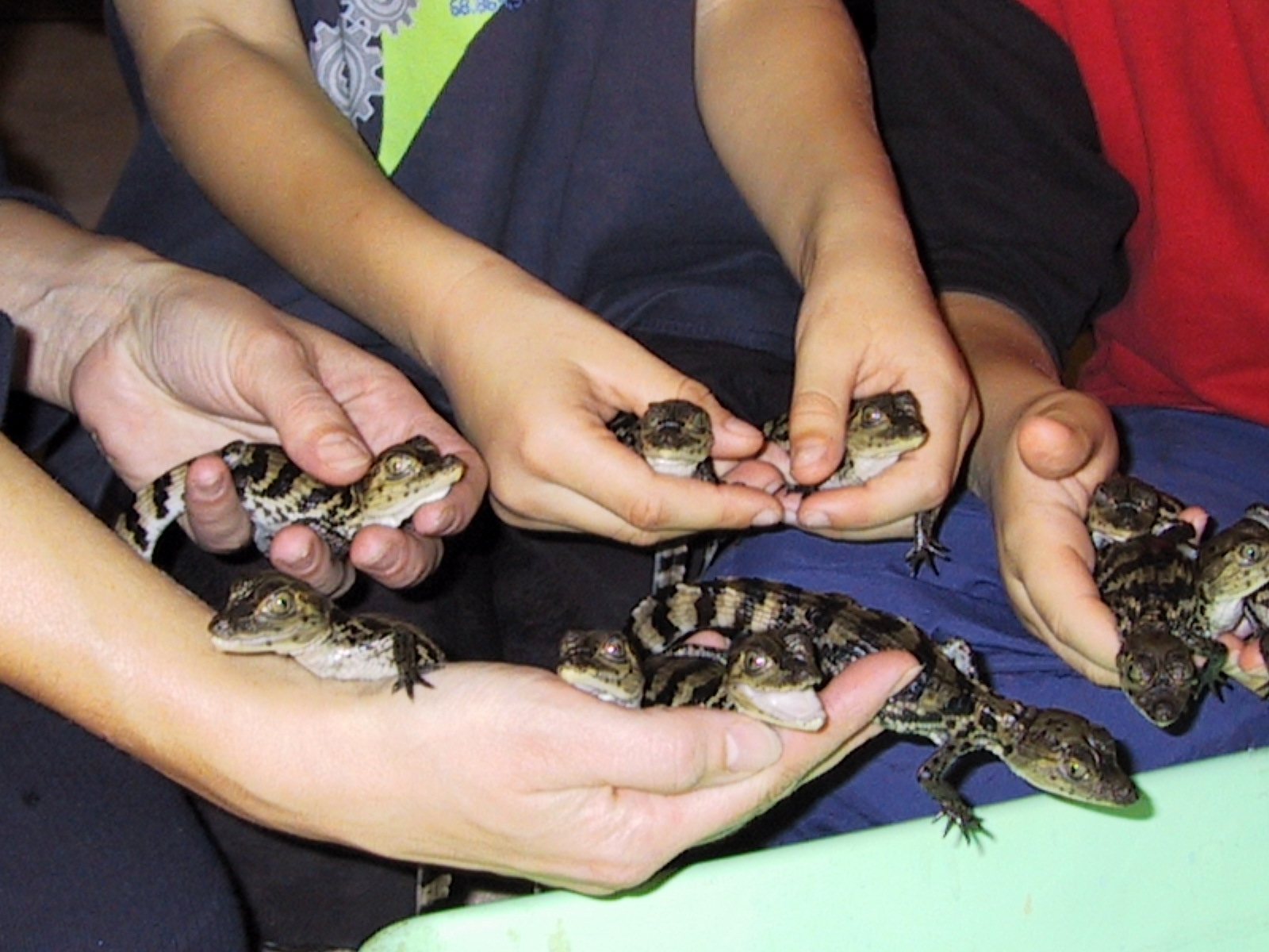 Caiman crocodylus - Jungtiere