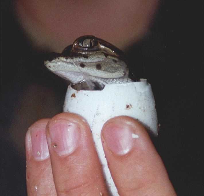 Caiman crocodylus - Jungtiere