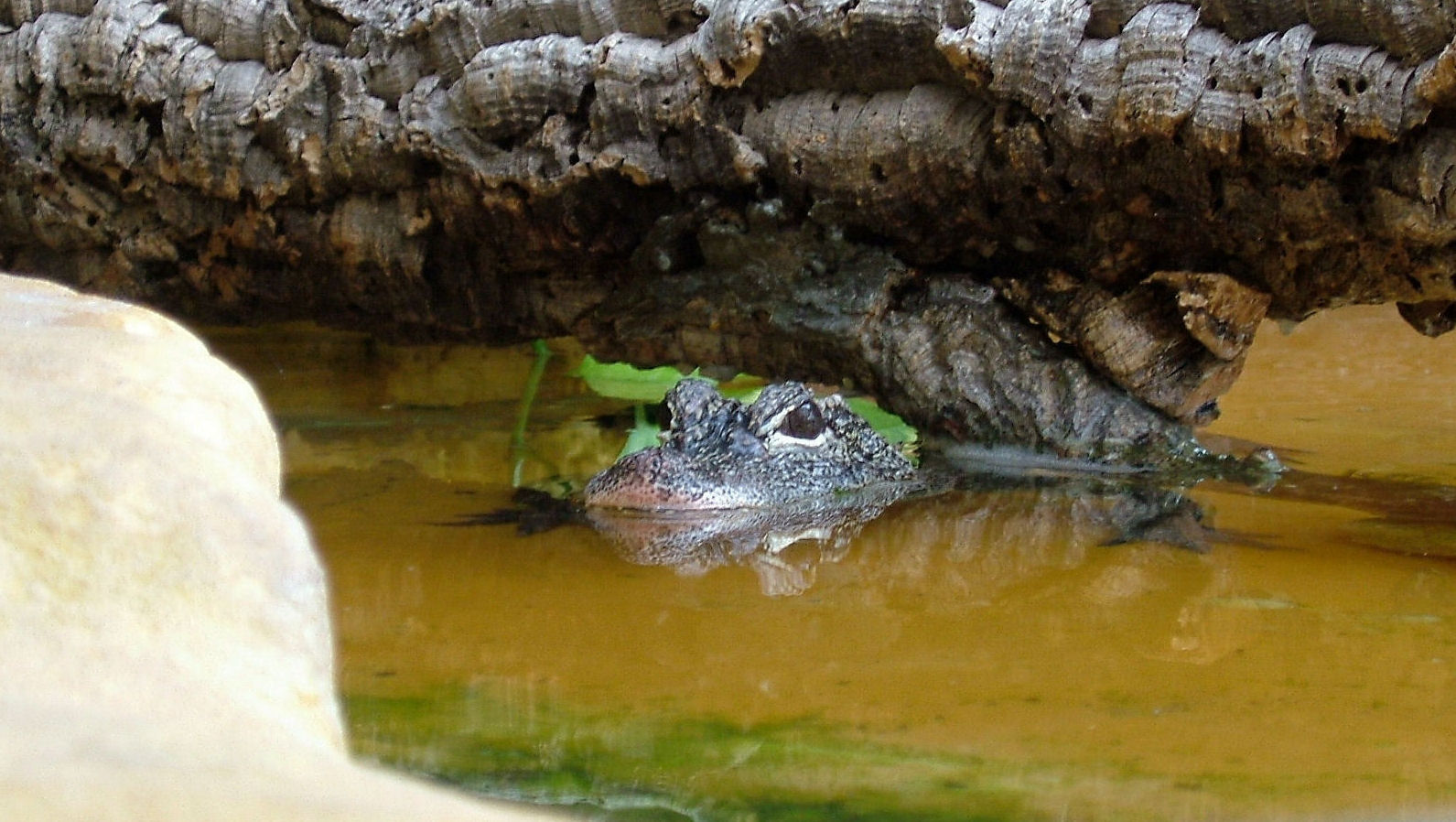 Alligator sinensis