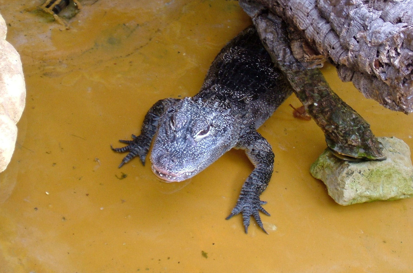 Alligator sinensis