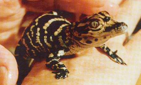 Alligator mississippiensis - Jungtier