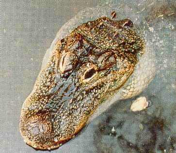 Alligator mississippiensis - Muttertier