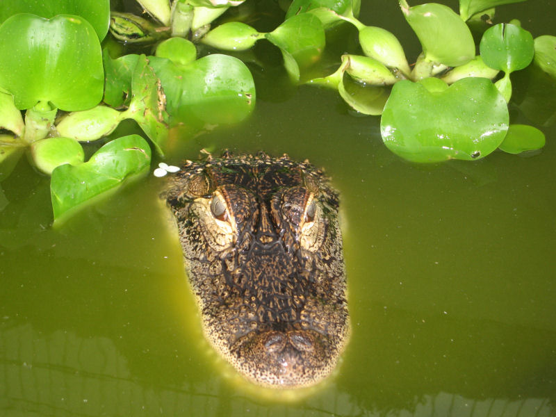 Alligator mississippiensis