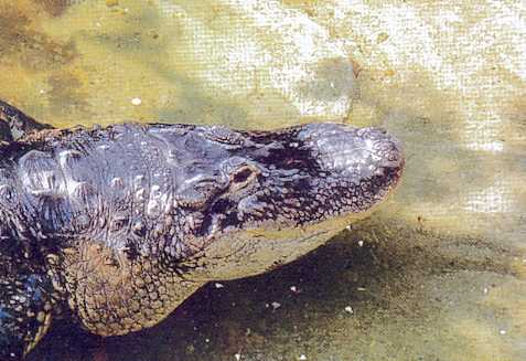 Alligator mississippiensis - Vatertier