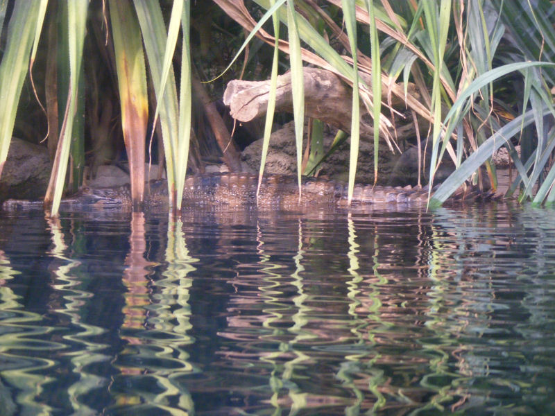 Tomistoma schlegelii