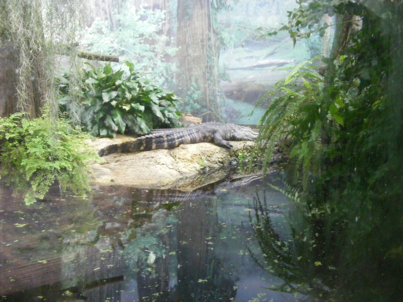 Alligator mississippiensis