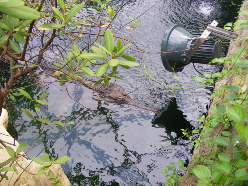 Tomistoma schlegelii