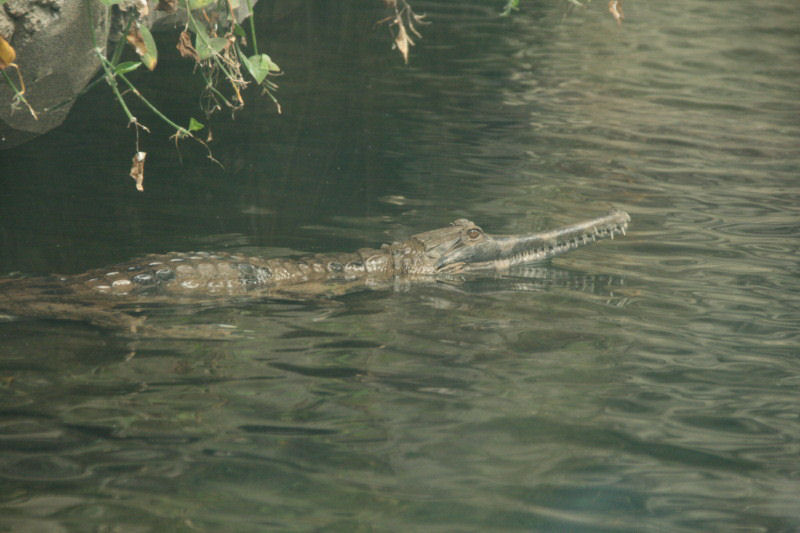 Tomistoma schlegelii