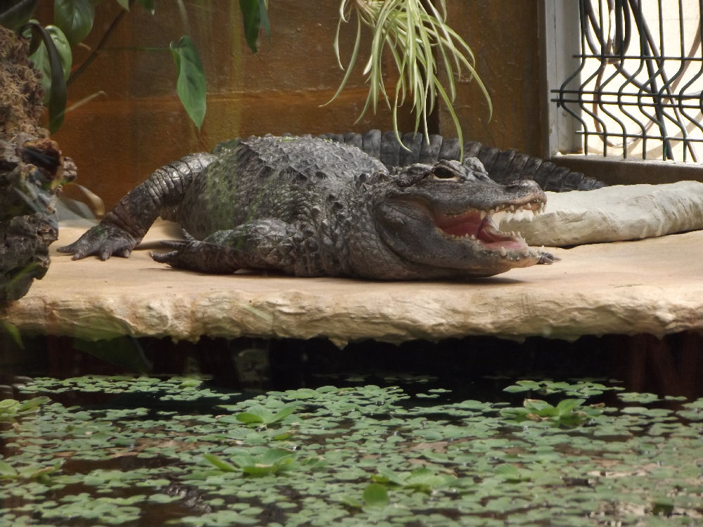 Alligator beim Sonnebad