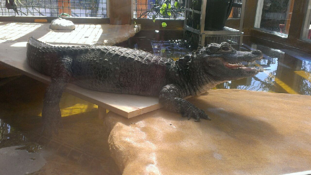 Alligator beim Sonnenbad