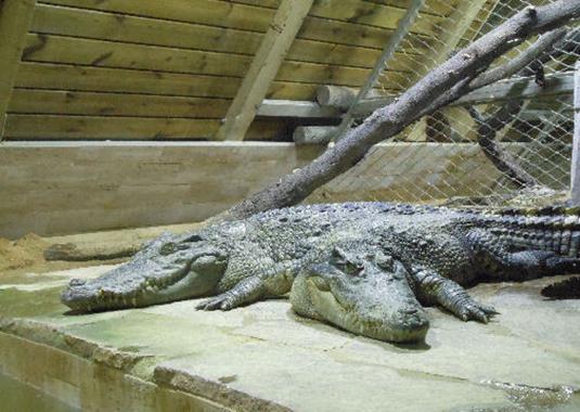 Crocodylus siamensis