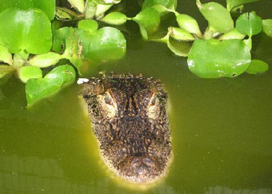 Alligator mississipiensis