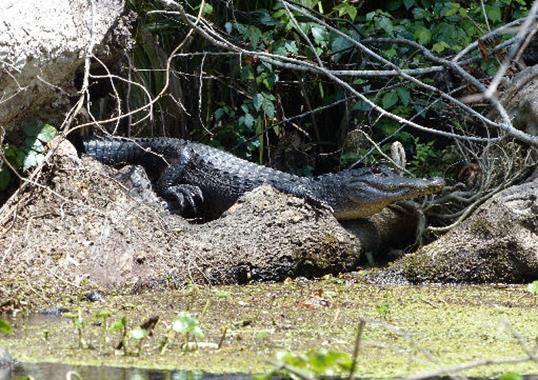 Alligator mississipiensis