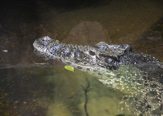 Crocodylus rhombifer