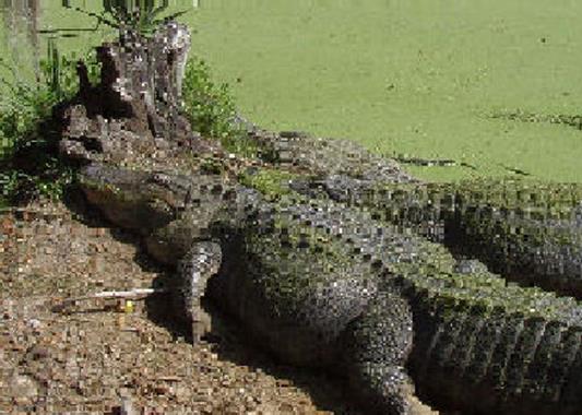 Alligator mississippiensis