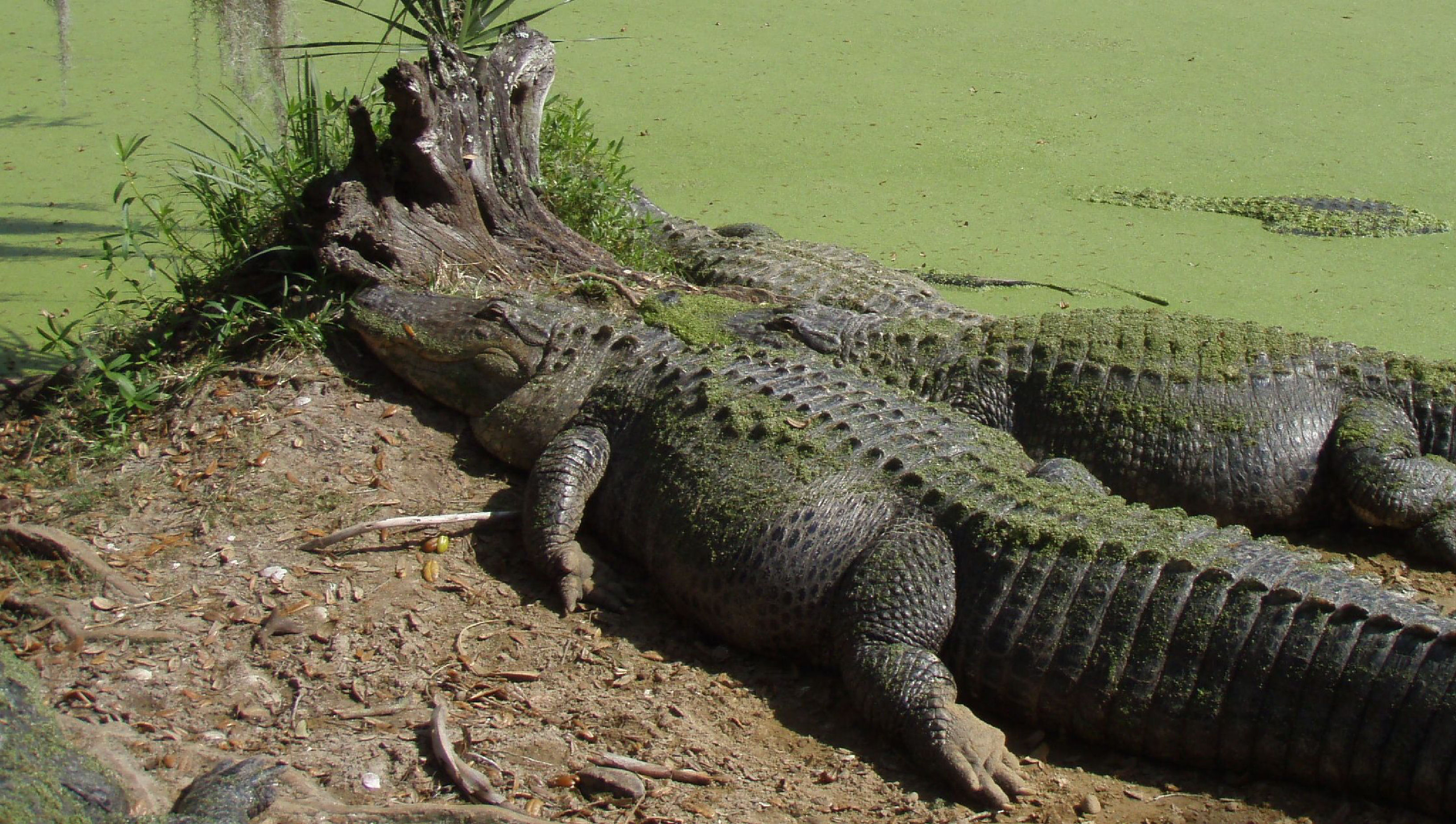 Alligator Escorts