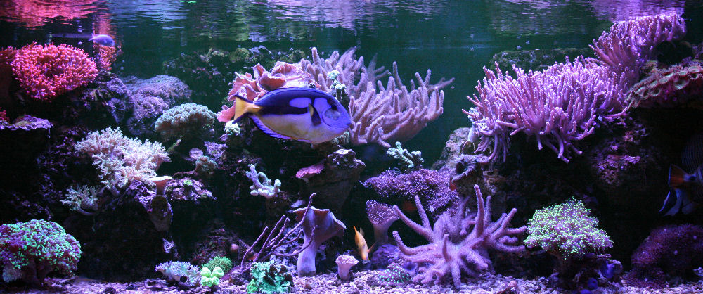Meerwasseraquarium