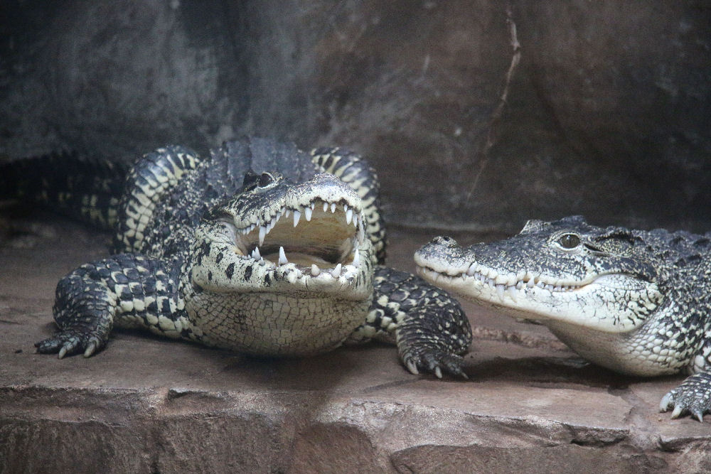 Rautenkrokodile ( Crocodylus rhombifer )