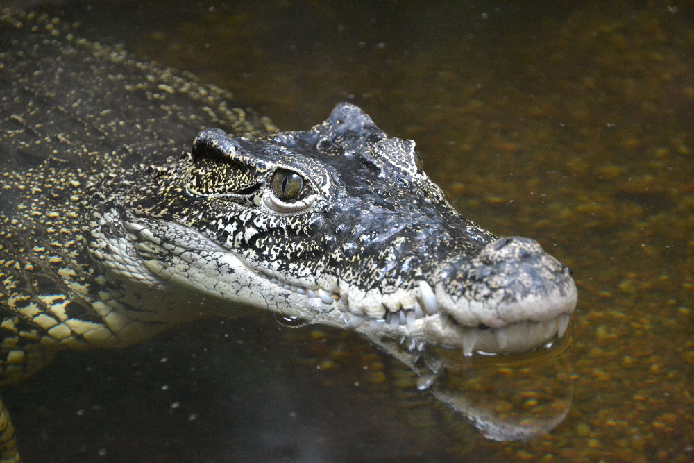 Rautenkrokodil ( Crocodylus rhombifer )