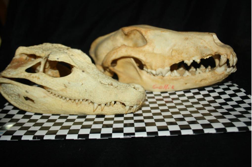 Paleosuchus und Collie