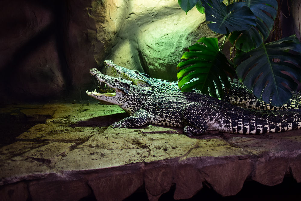 das Zuchtpaar Crocodylus rhombifer