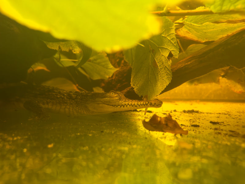 Jungtier Australisches S&uuml;&szlig;wasserkrokodil ( Crocodylus johnsoni )