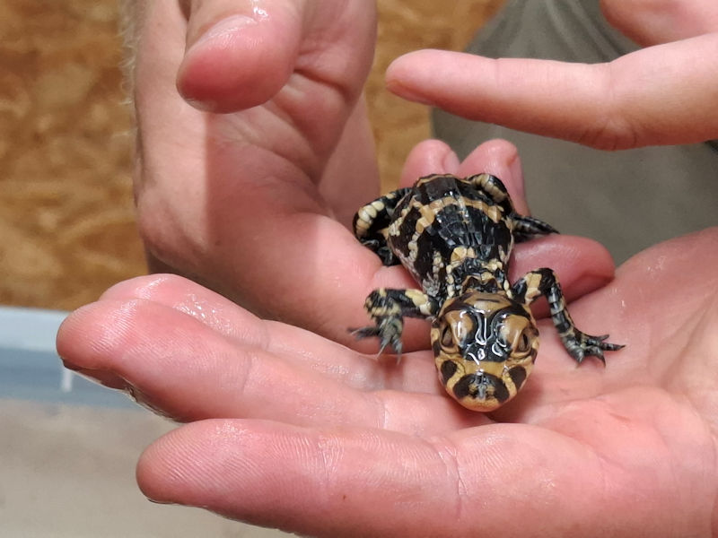 Alligator sinensis Schl&uuml;pfling