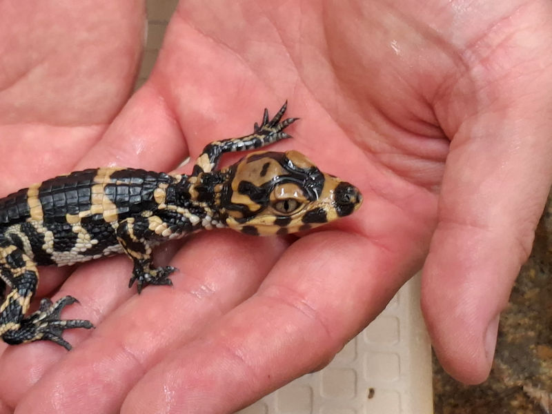 Alligator sinensis Schl&uuml;pfling